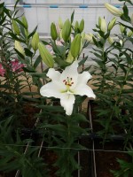 [5392 Tourega VZ No02.JPG]